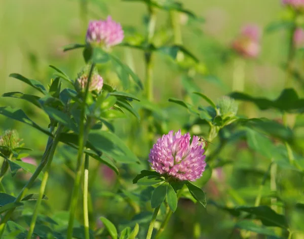 Flowering red clover — Stock Photo, Image