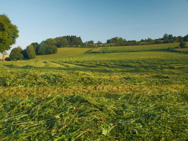 レッド クローバーの干し草の収穫 — ストック写真