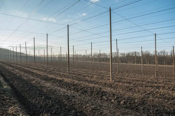 Campo Luppolo Con Alta Costruzione — Foto Stock