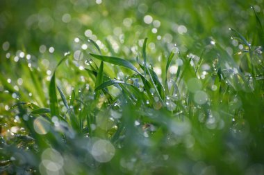 Çiğ taneli taze tahıl