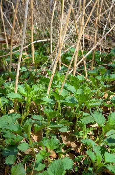 Young Nettles Spring — Stock Photo, Image