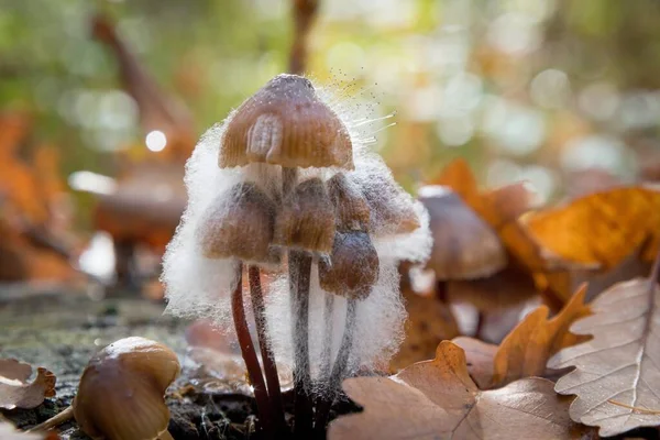 Mushrooms Spawn Covered Mould Autumn Forest — Stock Photo, Image