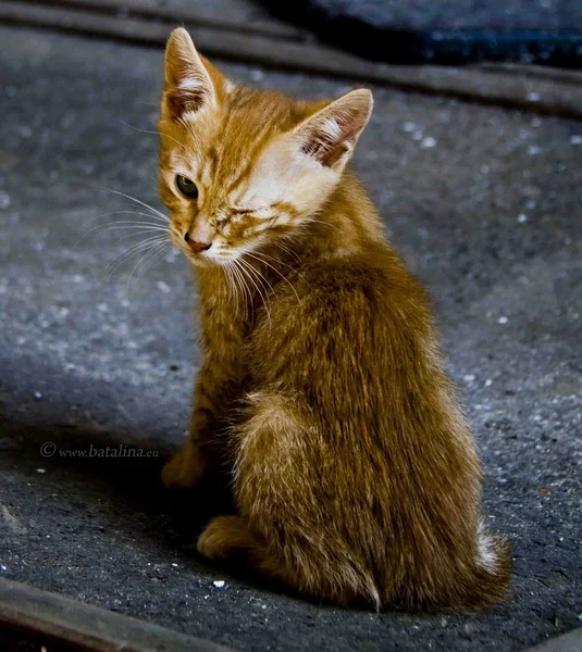 Kissa kadulla — kuvapankkivalokuva