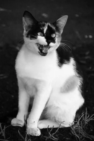 Gato en la calle — Foto de Stock