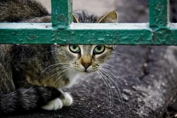 Gato na rua — Fotografia de Stock