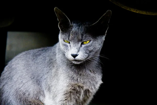 Gato en la calle — Foto de Stock