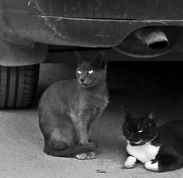 Gatos de rua — Fotografia de Stock