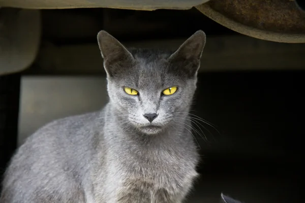 Gato en la calle — Foto de Stock