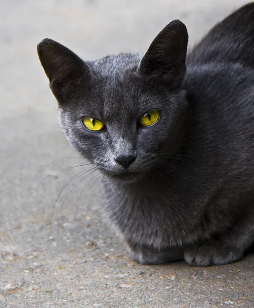 Gato na rua — Fotografia de Stock