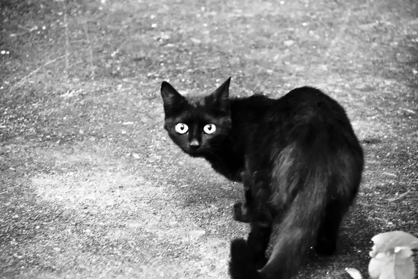 Gato en la calle — Foto de Stock