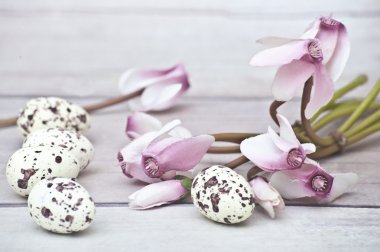 Easter,Quail eggs, pink flowers, white background, white floor, rosé cyclamen