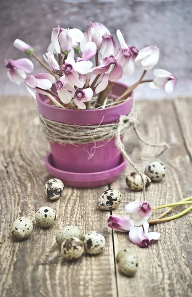 Easter , pink cyclamen in a pot with quail eggs lying on a wooden floor — Stock Photo, Image