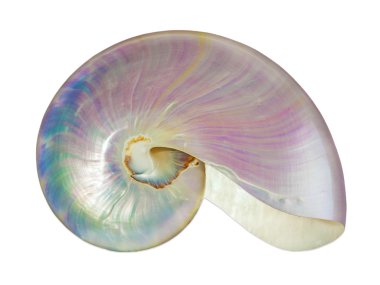  Pearl shell of a nautilus. clipart