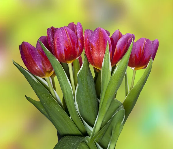 Красивые весенние тюльпаны с каплями воды . — стоковое фото