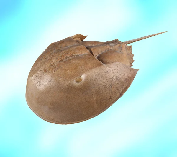 Atlantic horseshoe crab — Stock Photo, Image