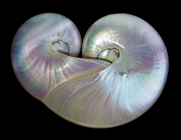 Fotos De Pearly Nautilus Imagenes De Pearly Nautilus Descargar Depositphotos