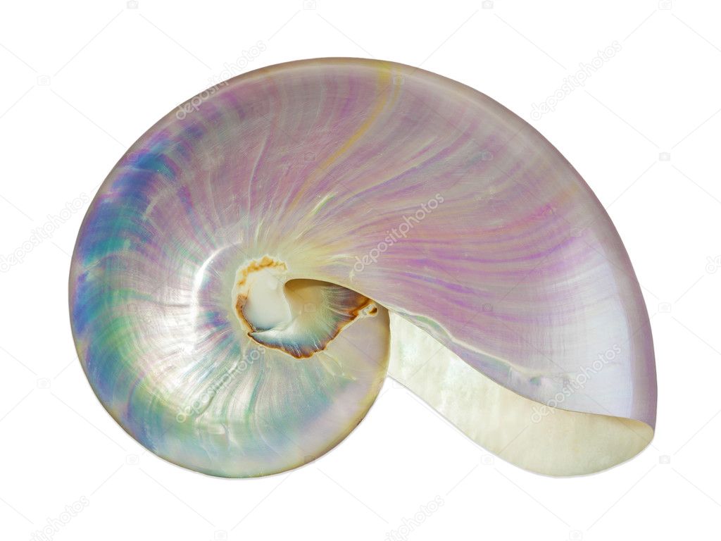 Pearl Shell Of A Nautilus Stock Photo By C Maciejbledowski