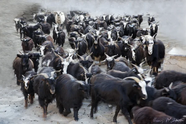 Stádo ovcí v pohybu, Nepál. — Stock fotografie