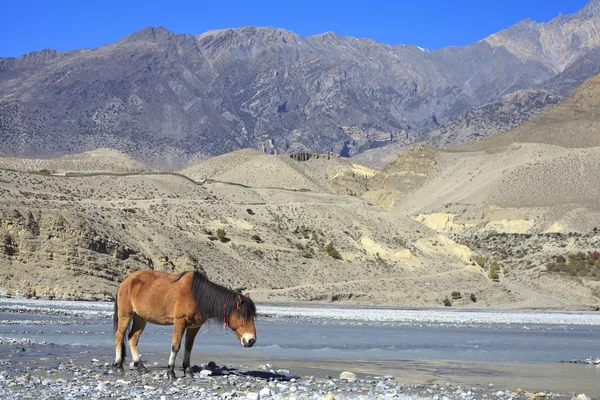 Wild paard op de berg — Stockfoto