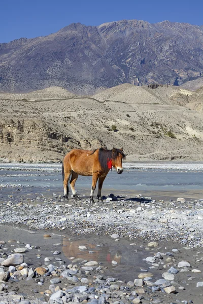 Wild paard op de berg — Stockfoto