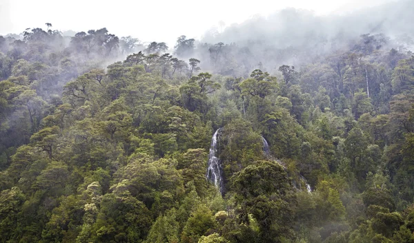 Hutan hujan, Carretera Australl, Chili . — Stok Foto