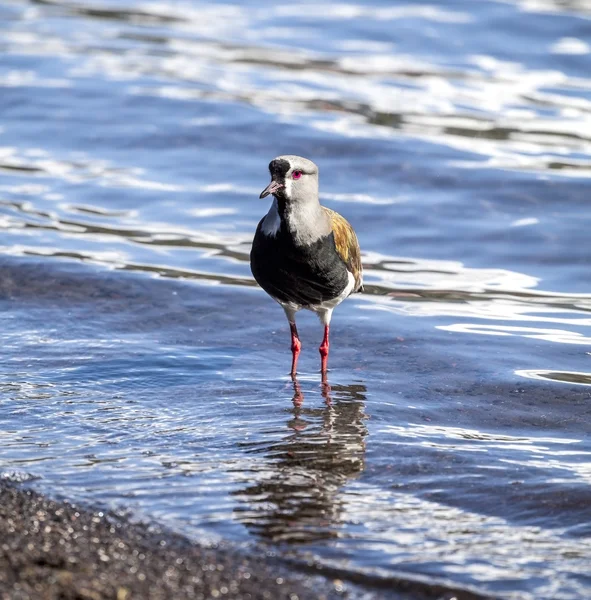 Lapwing do Sul, Chile — Fotografia de Stock