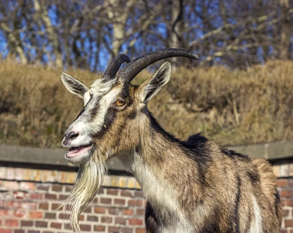 Capra adulta contro fienile fatto di mattoni . — Foto Stock