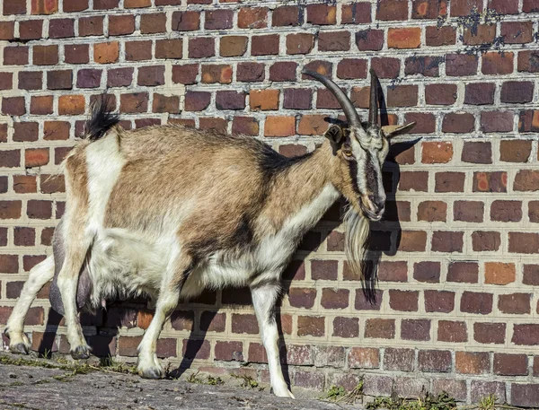 Yetişkin keçi ahırı karşı tuğla yaptı. — Stok fotoğraf