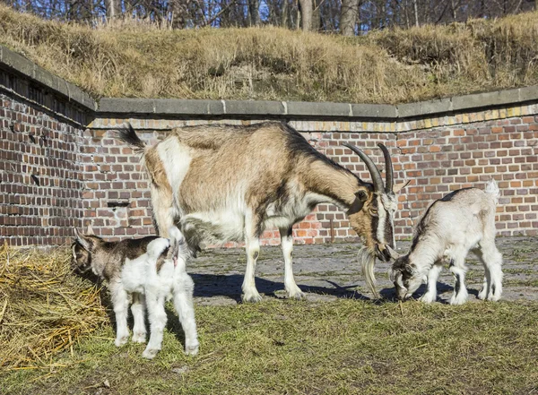 Capra con bambini davanti a un fienile . — Foto Stock