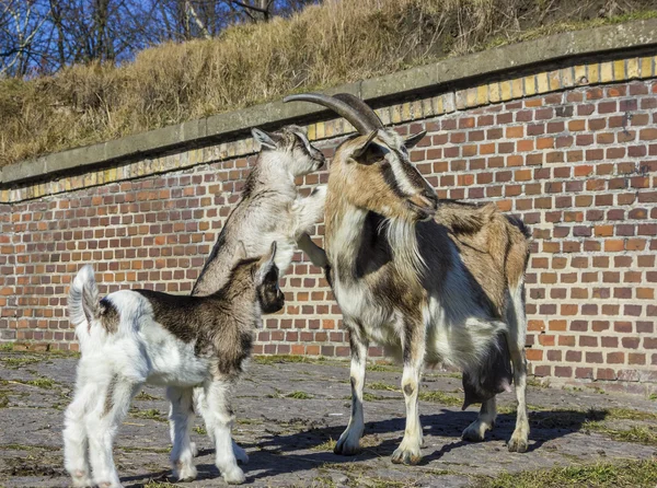 Capra con bambini davanti a un fienile . — Foto Stock