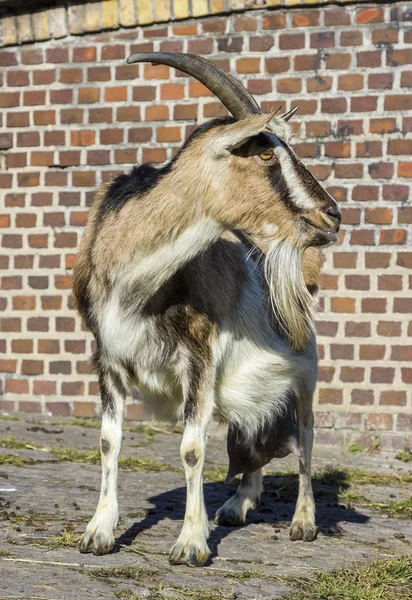 Yetişkin keçi — Stok fotoğraf