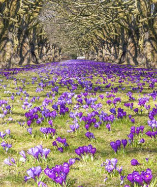 Field of crocuses in the park clipart