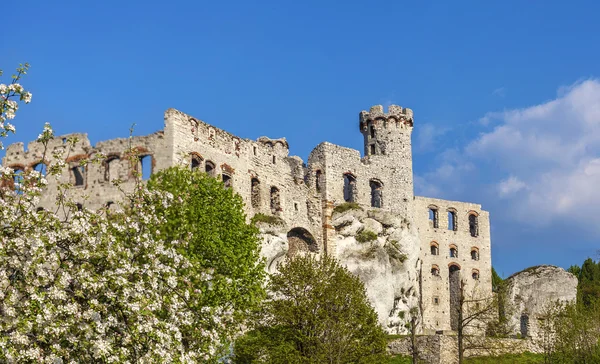 Ruins of a castle and tree in blossom. — Stock Photo, Image