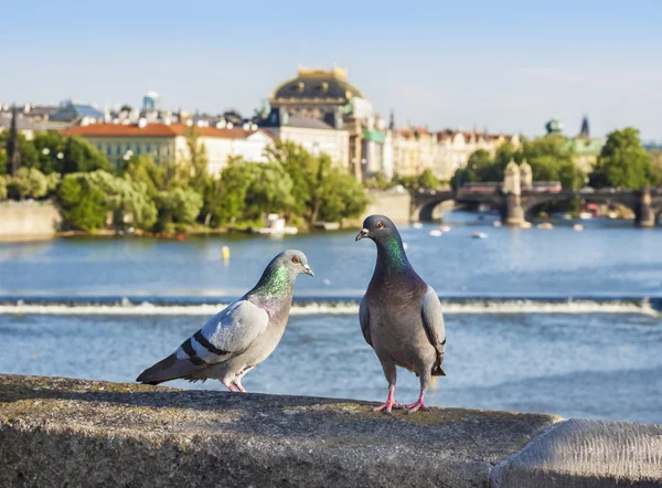 Pigeons on the bridge, Prague in background, Czech Republic. — Stock Photo, Image