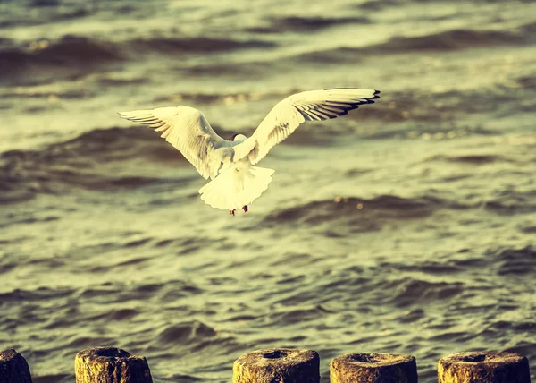 Pássaro com estilo retro vintage filtrado no mar . — Fotografia de Stock