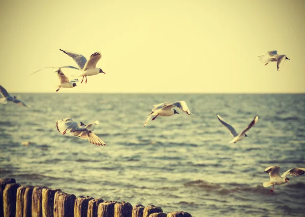 Filtered Vintage Retro Styled birds on the sea. — Stock Photo, Image