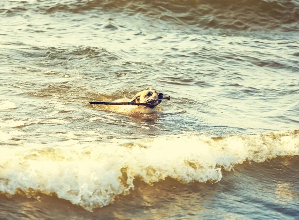Dog swimming in sea done with a retro vintage instagram filter. — Stock Photo, Image