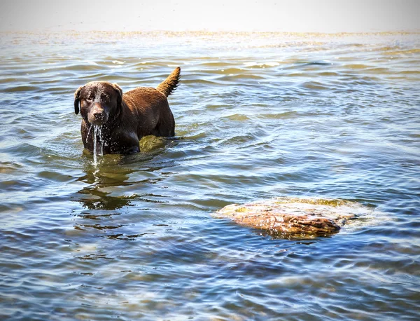 水、バルト海、ポーランドの犬 — ストック写真