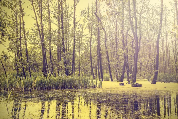 Vintage nature background — Stock Photo, Image