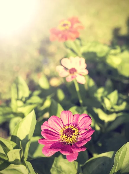 Vintage zinnia flower, nature background. — Stock Photo, Image