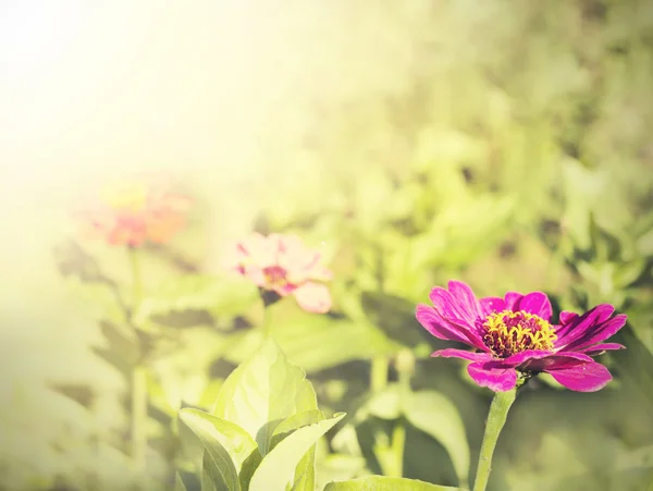 Vintage zinnia blomma, natur bakgrund. — Stockfoto