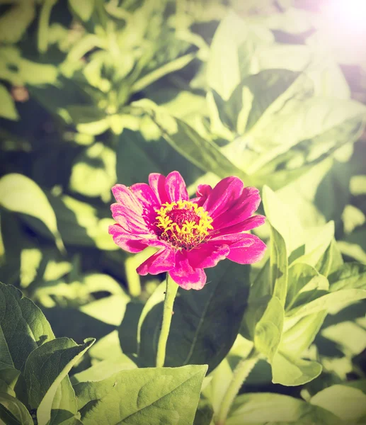 Vintage zinnia blomma, natur bakgrund. — Stockfoto