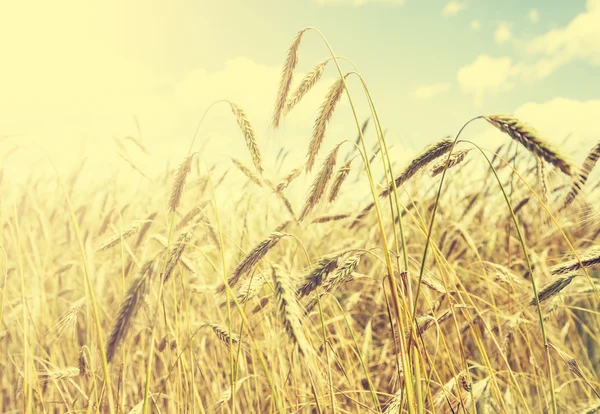 Ročník přírodní pozadí, zlaté pšeničné pole. — Stock fotografie