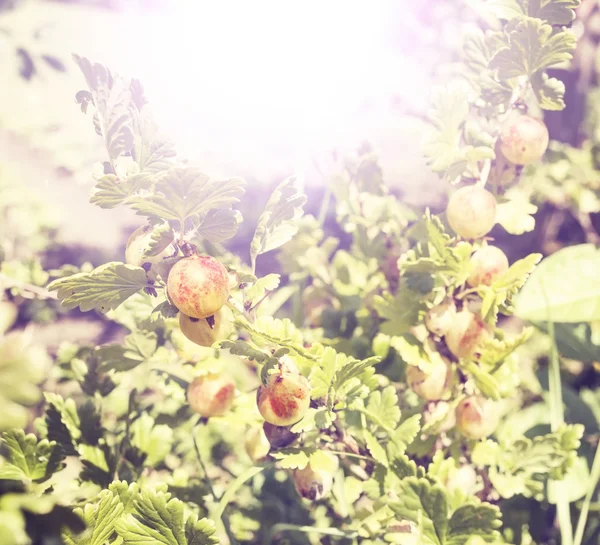 Sfondo di uva spina biologica fresca e matura, effetto vintage . — Foto Stock
