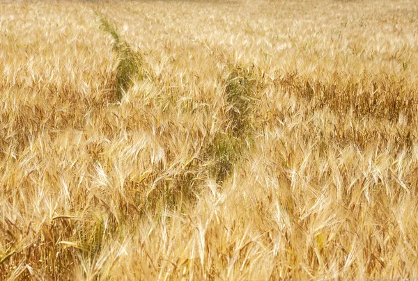 Pšeničné pole pozadí. — Stock fotografie
