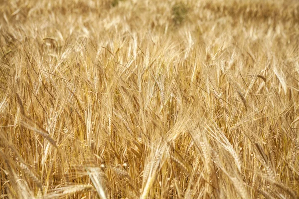 Пшеничні поля фону . — стокове фото