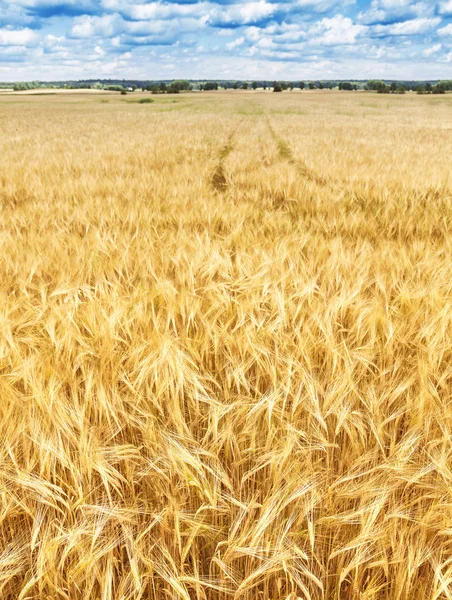 Louka pšenice, přírodní složení pozadí. — Stock fotografie