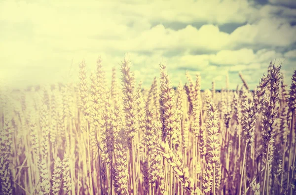 Vintage wheat field background. — Stock Photo, Image