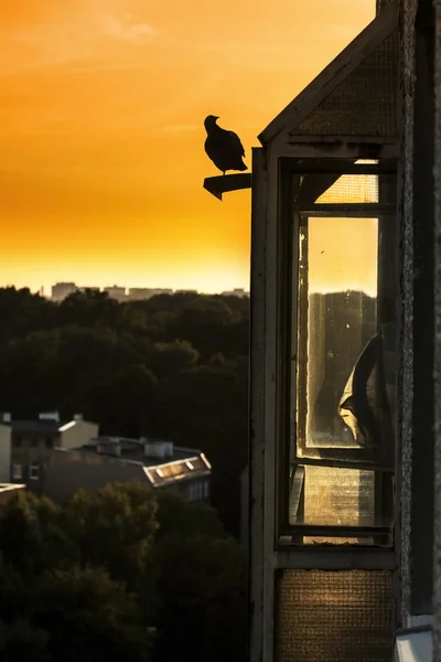 Holub černá silueta na střeše. — Stock fotografie