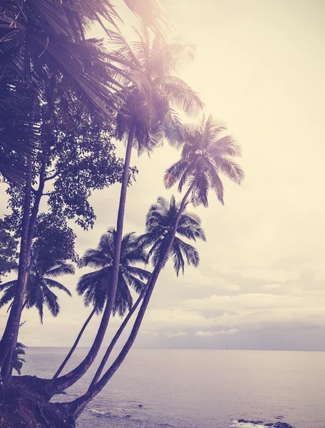 Vintage gestileerde tropisch strand met palmboom bij zonsondergang — Stockfoto